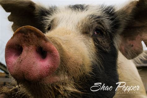 Pig Snouts At Rutland Farms Near Tifton Georgia Shae Pepper Photography