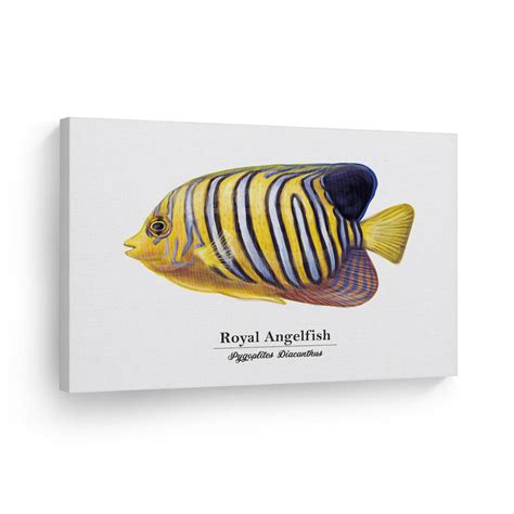Royal Angelfish Pygoplites Diacanthus Fish Painting Marine Etsy