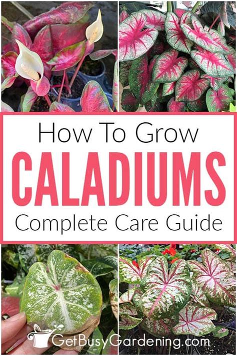 Caladium Plant Care And Growing Guide Get Busy Gardening