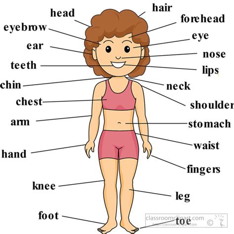 Anatomy Clipart Girl Anatomy Body Parts Labeled 2 Classroom Clipart