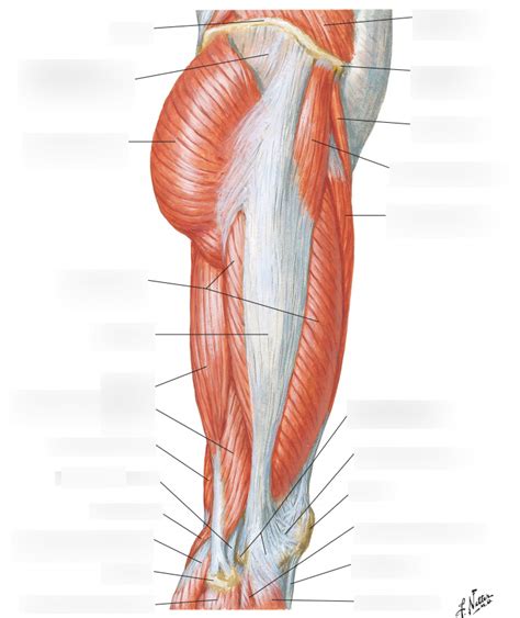 Muscles Of Hip And Thigh Lateral View Diagram Quizlet