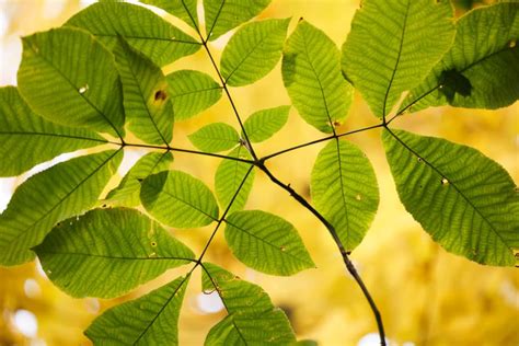 Shagbark Hickory Leaf Facts And Tips