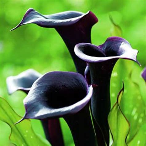 Black Star Calla Lily Bulbs Garden Plants Fragrance Flowers Home