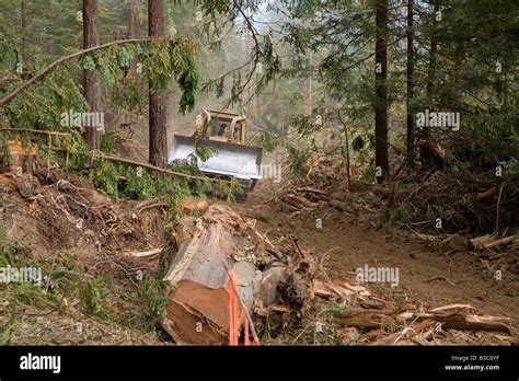 Fort Bragg California Logging Of Redwoods In Northern California A