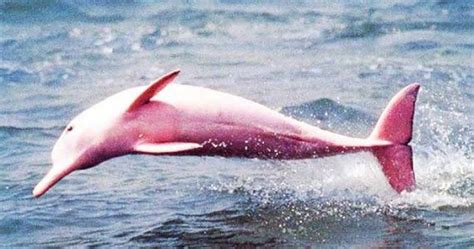 Rare Female Pink Bottlenose Dolphin Reappears In Louisiana Pink