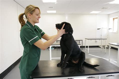 Veterinary Nursing Vet Nursing Students Get To Grips Handl Flickr