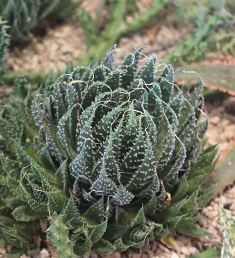 Aristaloe Aristata Succulent Guide