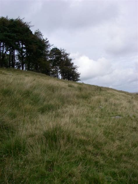 Plantation And Pillow Mound © Alan Bowring Geograph Britain And Ireland