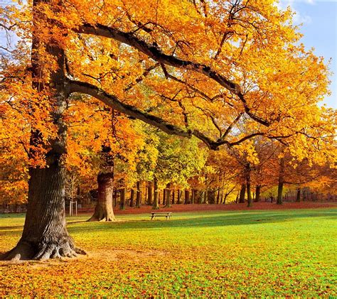 1920x1080px 1080p Free Download Autumn Landscape Leaves Nature