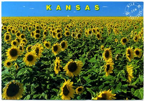 Kansas Sunflowers Kansas Photo 29472647 Fanpop