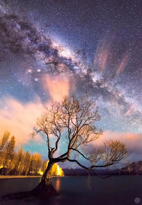 The Good Old Wanaka Tree Mt Aspiring National Park By Night