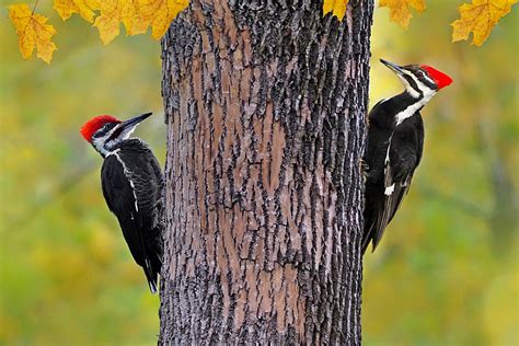 Pair Of Pileated Woodpeckers Irene Flickr