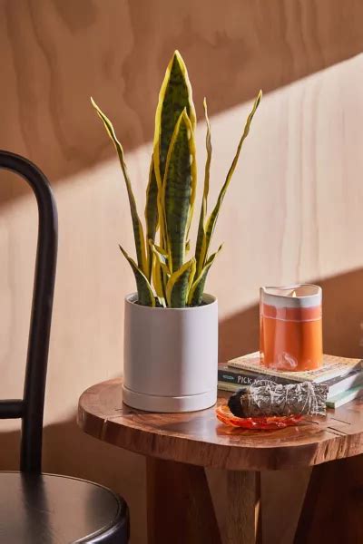 Sansevieria Potted Faux Plant Urban Outfitters