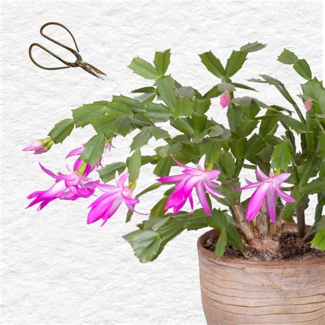 3 Quick Ways To Grow Christmas Cactus From Cuttings