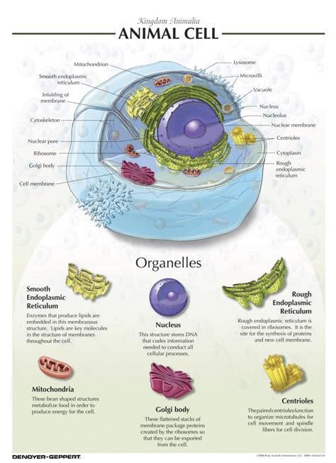 Denoyer Geppert Animal Cell Chart Cells Project Science Cells