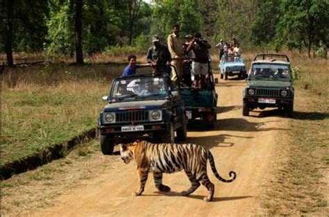 Bandhavgarh Why Does This National Park Almost Guarantee You A Tiger