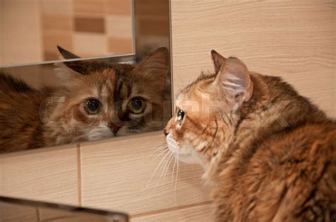 Cat Looking In The Mirror Stock Image Colourbox