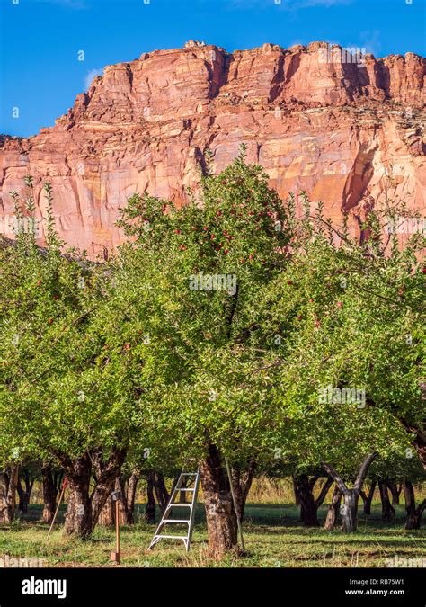 Apples Ready To Be Picked Chesnut Orchard Behind The Fruita Campground