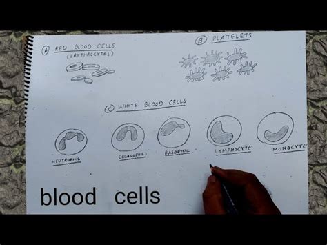 Red Blood Cells And White Blood Cells Diagram