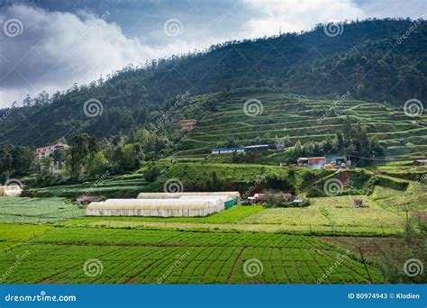 Campo E Invernadero Vegetales Cerca De Ooty Foto De Archivo Editorial