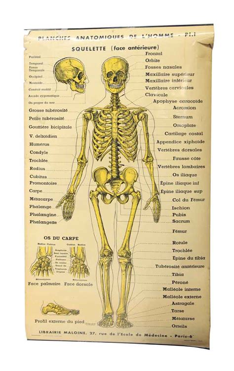 French Double Sided Human Skeleton Poster Olde Good Things