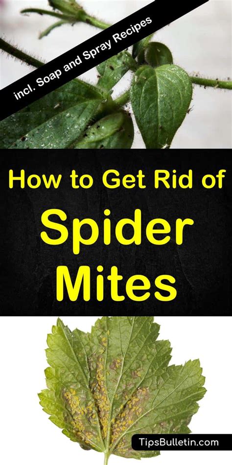 Spider Mites Home Remedy Homemade Ftempo