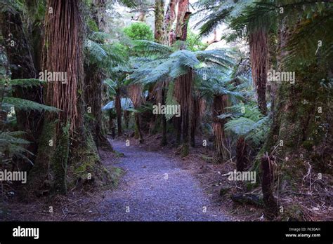 Scenic Path Through A Rainforest In New Zealand Beautiful Walking