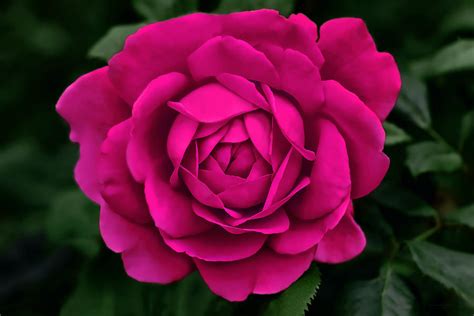 Hot Pink Rose Flower Photograph By Jennie Marie Schell Fine Art America