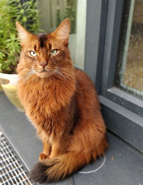 Long Haired Cats Us Pets Love