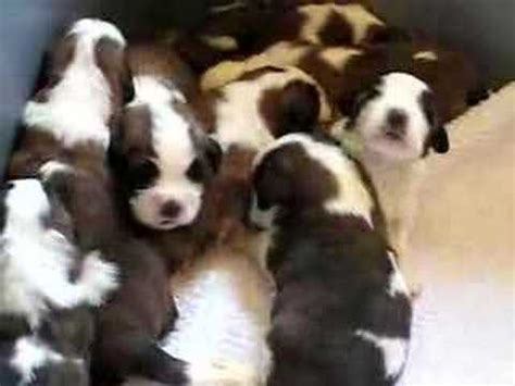 Shelters & individuals can post animals free. â€• â™¥ rescue me! St Bernard Puppies! - YouTube