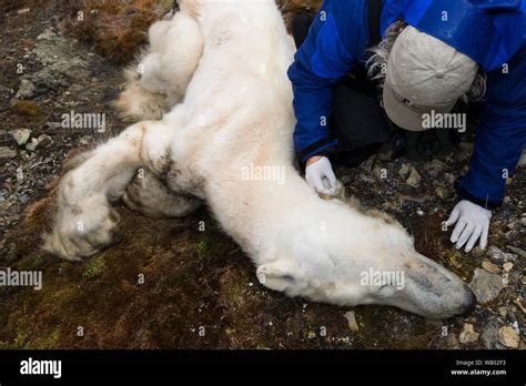 Scientist Examining Dead Polar Bear Ursus Maritimus Which Starved To