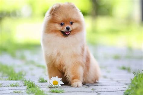 Teacup Pomeranian Dog Breed History Facts Costs Size Pets Nurturing