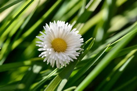 Free Images Nature Grass Blossom Meadow Leaf Flower Petal