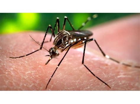 Sex And Zika Virus More Cases Reported In United States Across