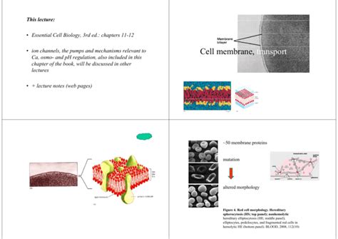 Ppt Cell Membrane Structure Function And Cell Transport Ms Kim Honors