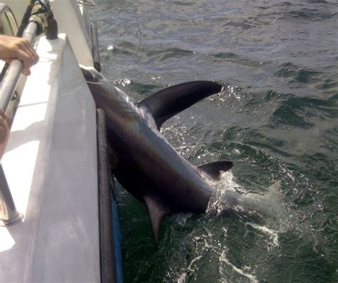 Fisherman Catches 13ft Killer Shark Off Coast Of Cornwall After
