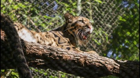 Dallas Zoo Safely Locates Nova The Clouded Leopard After Daylong Search