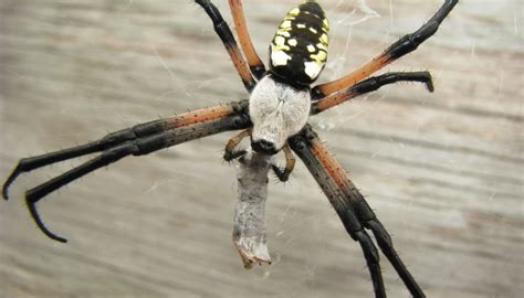Common North Dakota Spiders Sciencing