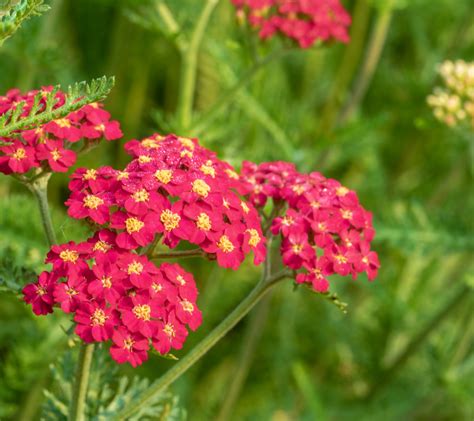 14 Gorgeous Perennial Flowers That Bloom All Summer
