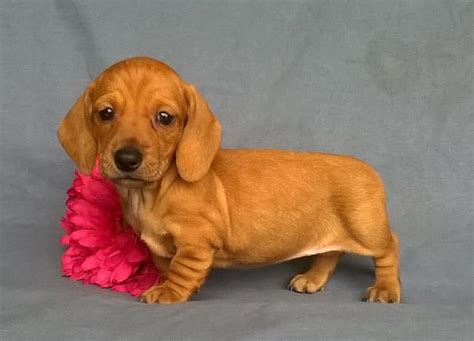 Vet checked, inoculated and dewormed. Mini Dachshund Puppies In Millersburg Ohio | Female ...