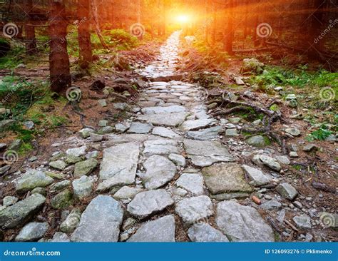 Stone Paved Road In Forest Stock Photo Image Of Road 126093276