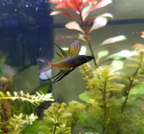 My Threadfin Rainbow Finally Posed For A Picture Raquariums