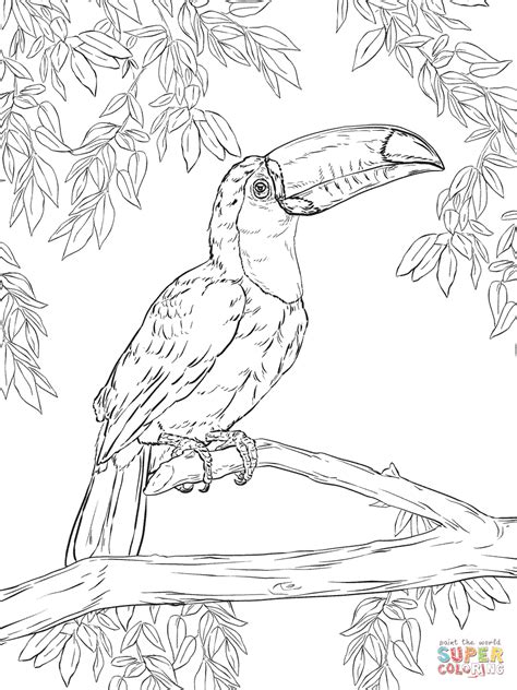 Toucan Coloring Page Bird Coloring Pages Super Coloring Pages Bird