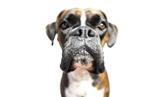 Dry Cracked Or Crusty Boxer Nose What It Means And How To Heal It