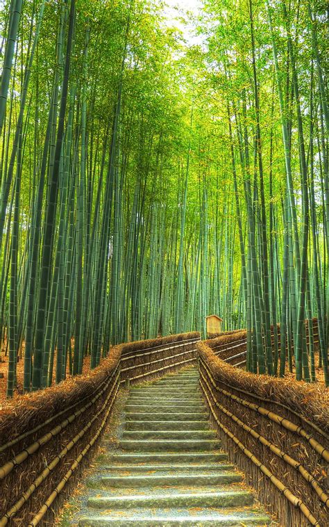 Arashiyama Bamboo Forest Kyoto Japan Beautiful Nature Bamboo
