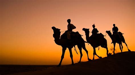 Hd Wallpaper Three Brown Camels India Silhouette Caravan Rajasthan