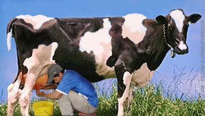 Funny Cow Animation Cows Funny Free Animated Gifs Cool Animated Gifs