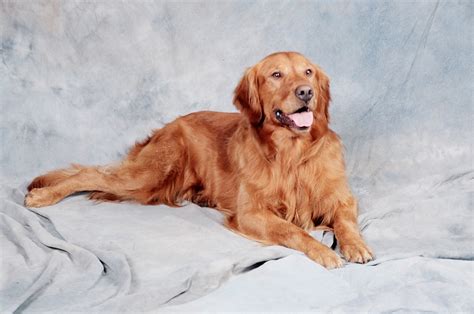 The red golden retriever is a purebred golden retriever, however, their dark red coat isn't an accepted color under their breed standards. American Golden Retrievers | American Golden Retriever Puppies