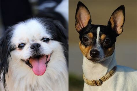 Jafox Japanese Chin And Toy Fox Terrier Mix Info Pictures