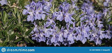 Spectacular Blue Flowering Of A Rosemary Plant Stock Photo Image Of